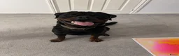 Rottweiler dogs for sale: Male Rottweiler  in Bishop Auckland - Advert 1