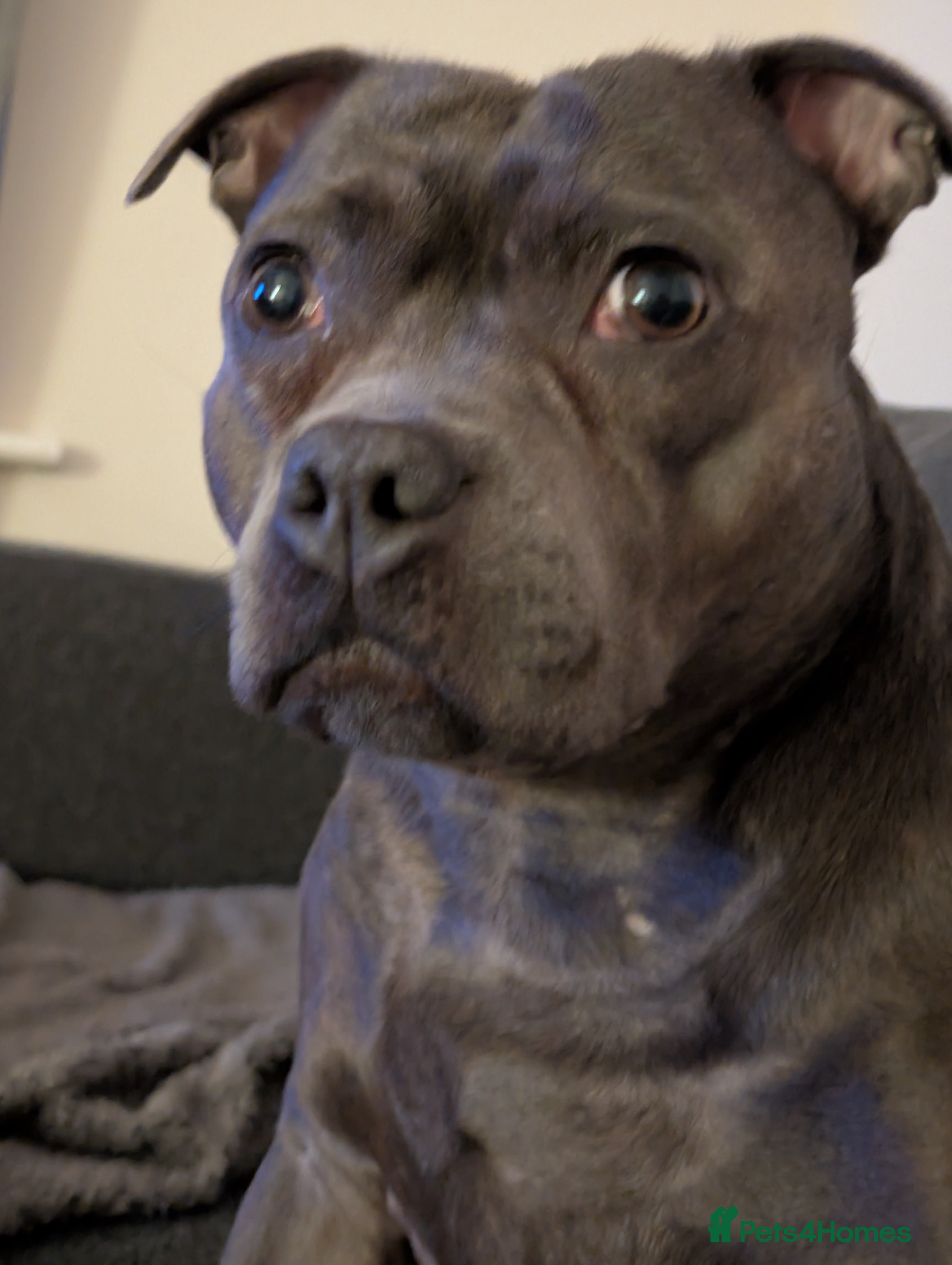 Staffordshire Bull Terrier dogs KC registered beautiful staffies puppies to sell - Advert 15