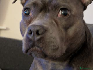 Staffordshire Bull Terrier dogs KC registered beautiful staffies puppies to sell - Advert 15