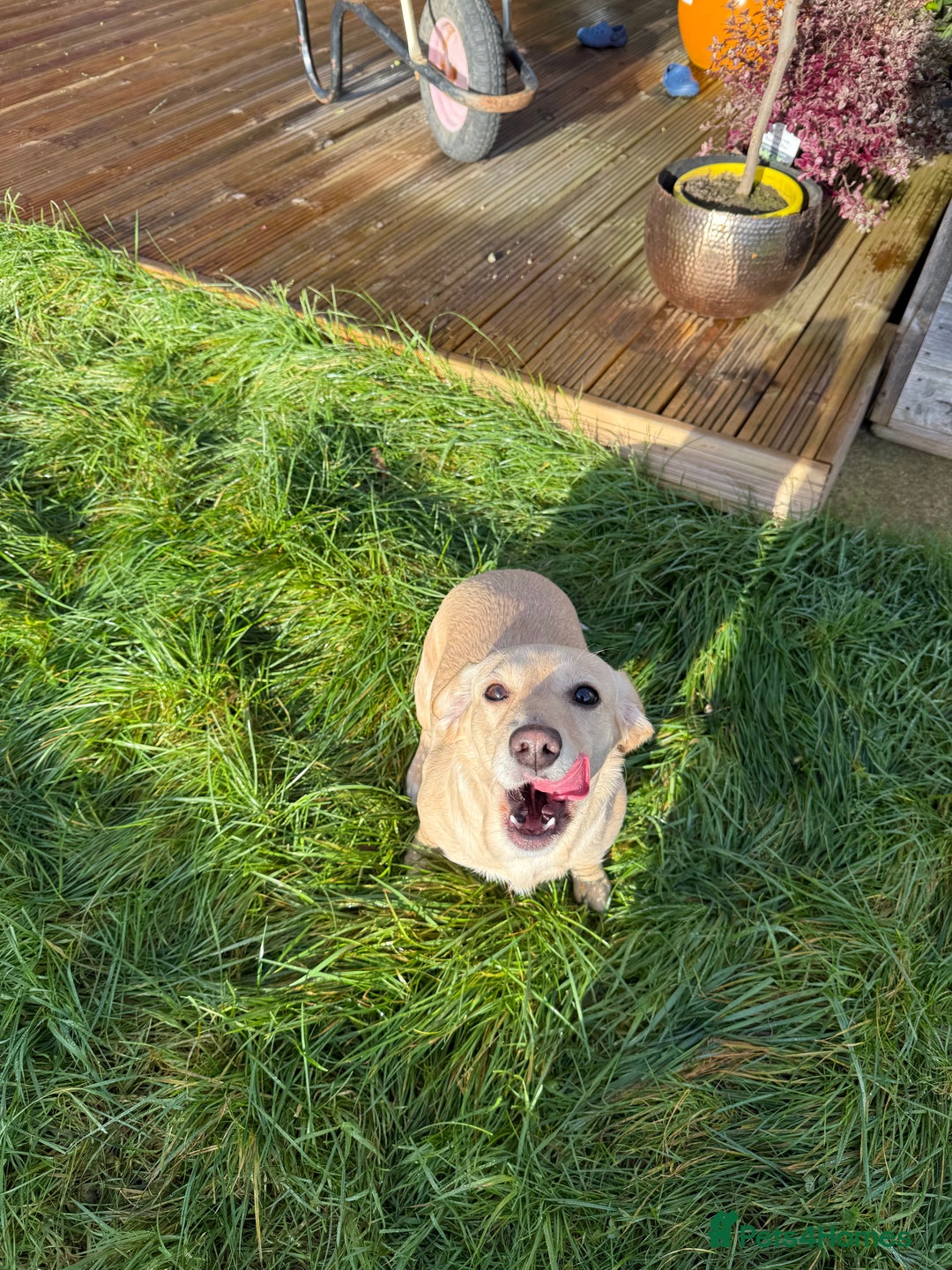 Mixed Breed dogs for sale: Peach - Advert 6