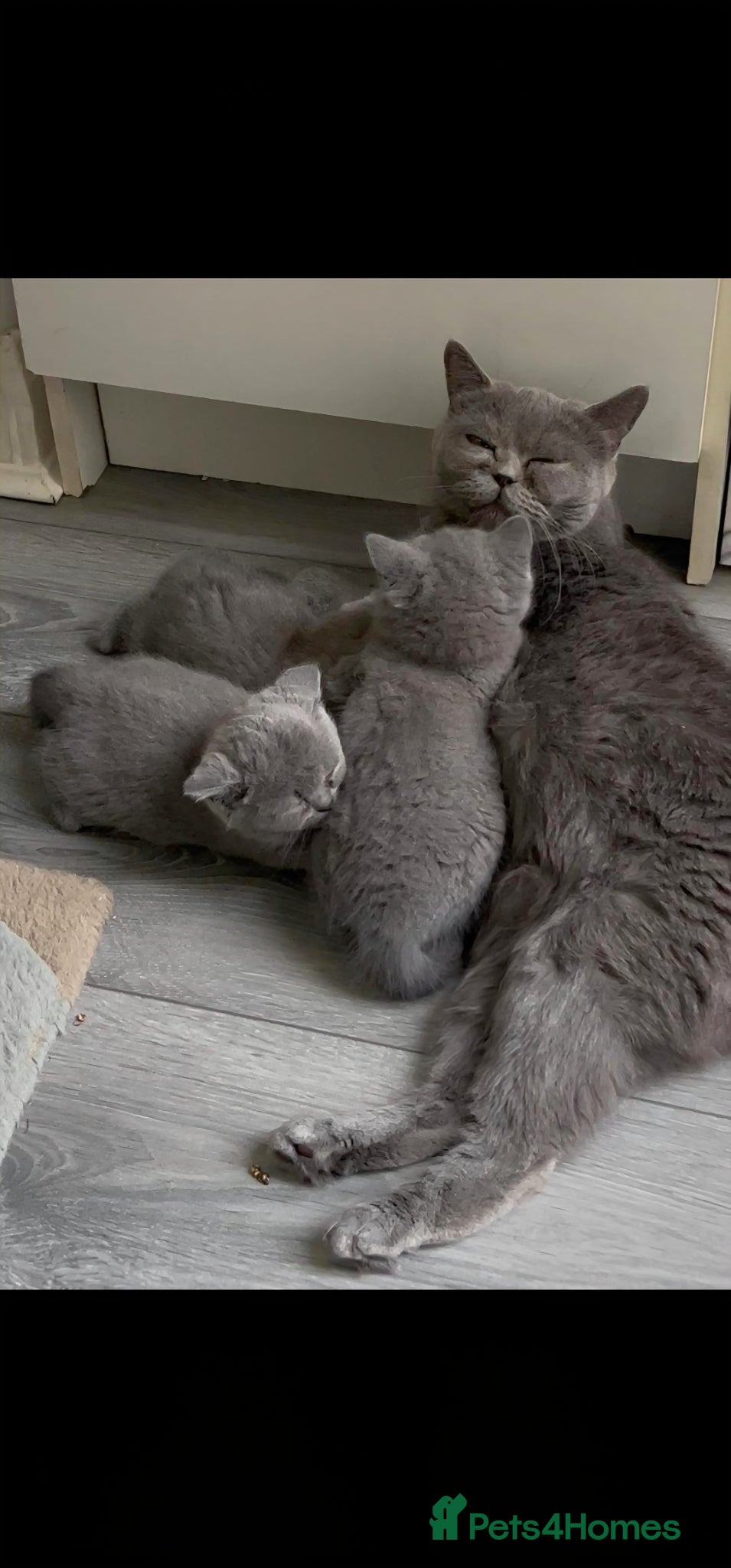 British Shorthair cats 3 purebred Blue British Shorthair kittens girls  - Advert 1