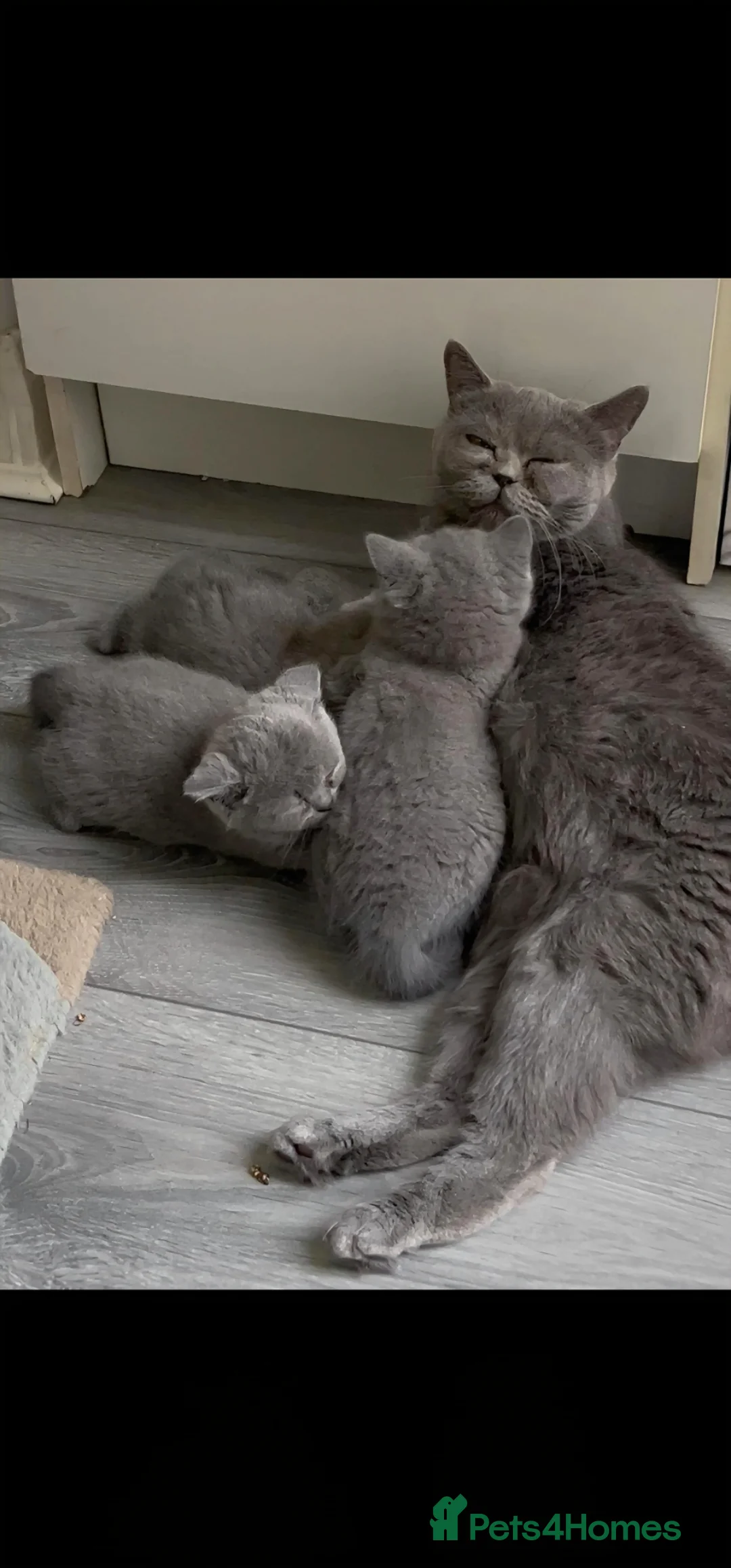 British Shorthair cats for sale: 3 purebred Blue British Shorthair kittens girls  - Advert 1