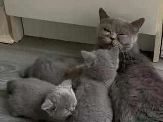 British Shorthair cats 3 purebred Blue British Shorthair kittens girls - Advert 9