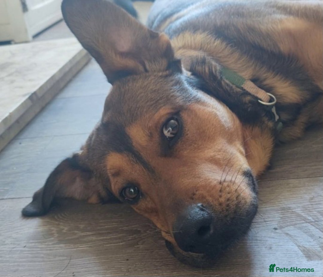 Mixed Breed dogs for sale: URGENT HOME NEEDED BY 03 JAN 2026 - Advert 3