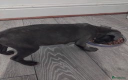Staffordshire Bull Terrier dogs for sale: Blue male staff puppies  - Image 4
