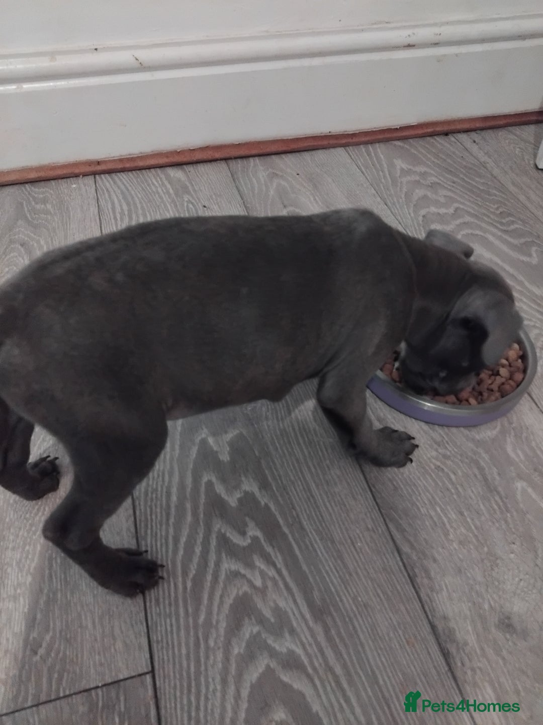 Staffordshire Bull Terrier dogs for sale: Blue male staff puppies  - Image 4
