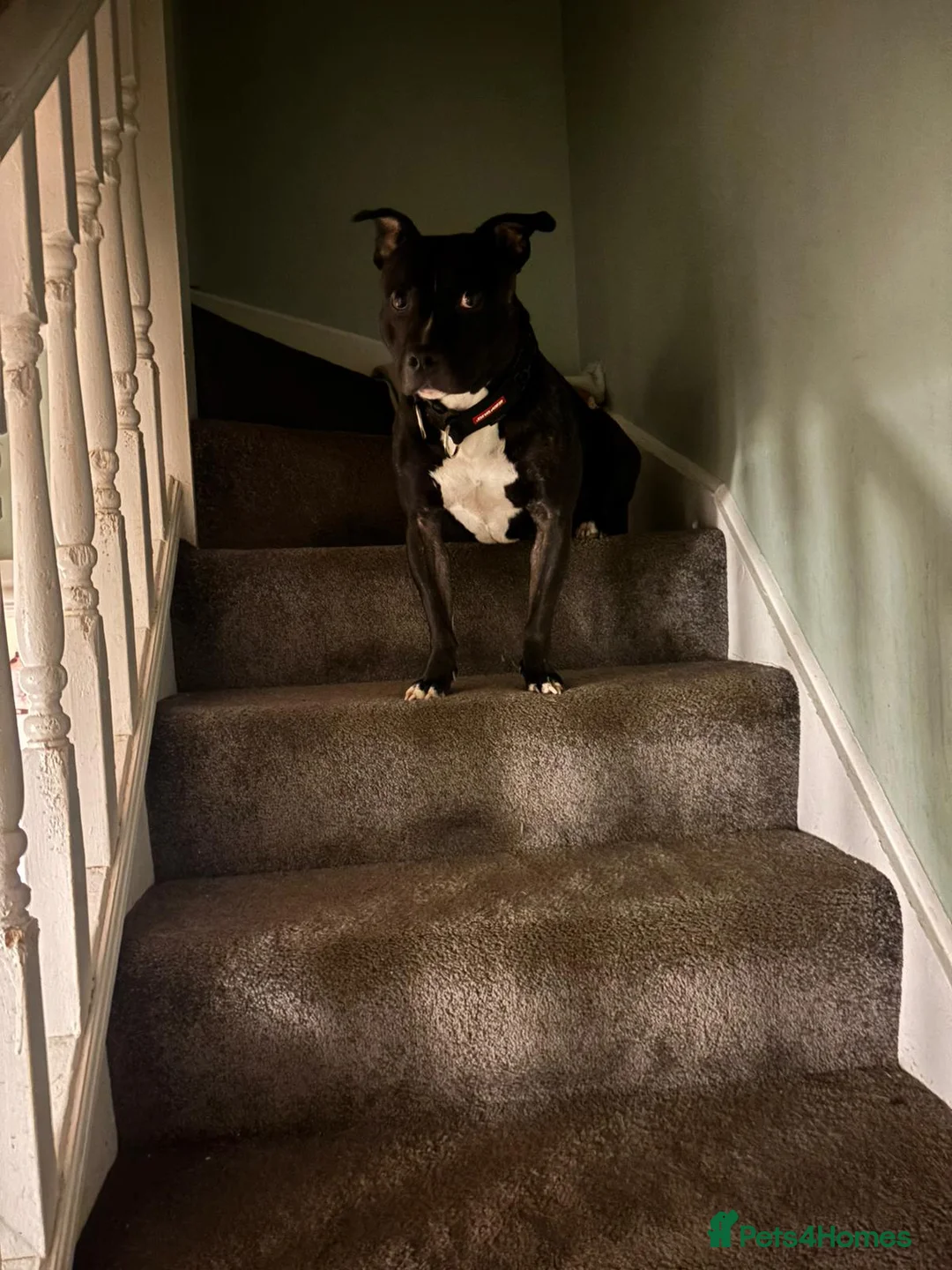 Staffordshire Bull Terrier dogs for sale: Staffordshire bull terrier  in Bristol - Advert 5