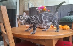 Bengal cats for stud: OUTSTANDING SILVER CHARCOAL BENGAL STUD - Image 22