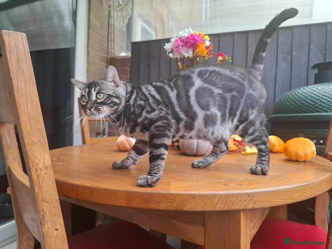 Bengal cats for stud: OUTSTANDING SILVER CHARCOAL BENGAL STUD - Image 22