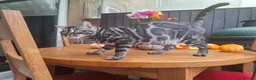 Bengal cats for stud: OUTSTANDING SILVER CHARCOAL BENGAL STUD - Advert 23