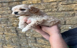 Cavachon dogs for sale: Cavapoochon puppies  - Image 8