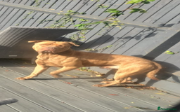 American Bull Staffy dogs for stud: Nelson - Advert 3