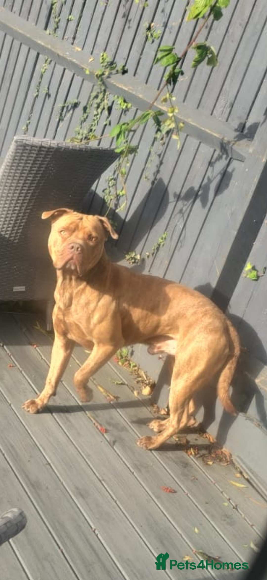 American Bull Staffy dogs for stud: Nelson - Advert 3