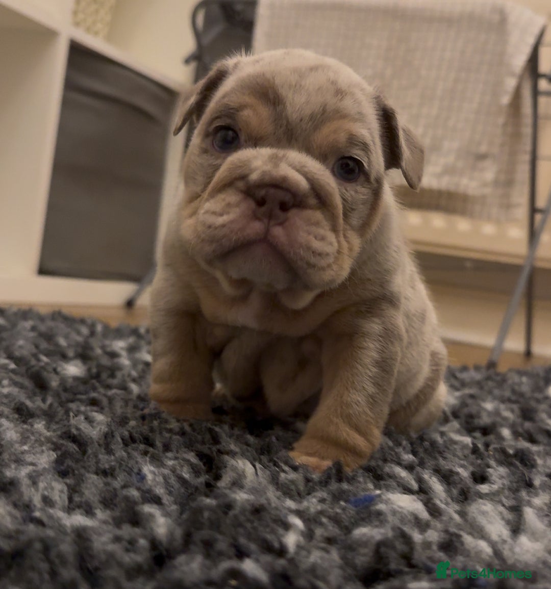 English Bulldog dogs for sale: Lilac Merle female English bulldog puppies  - Advert 5