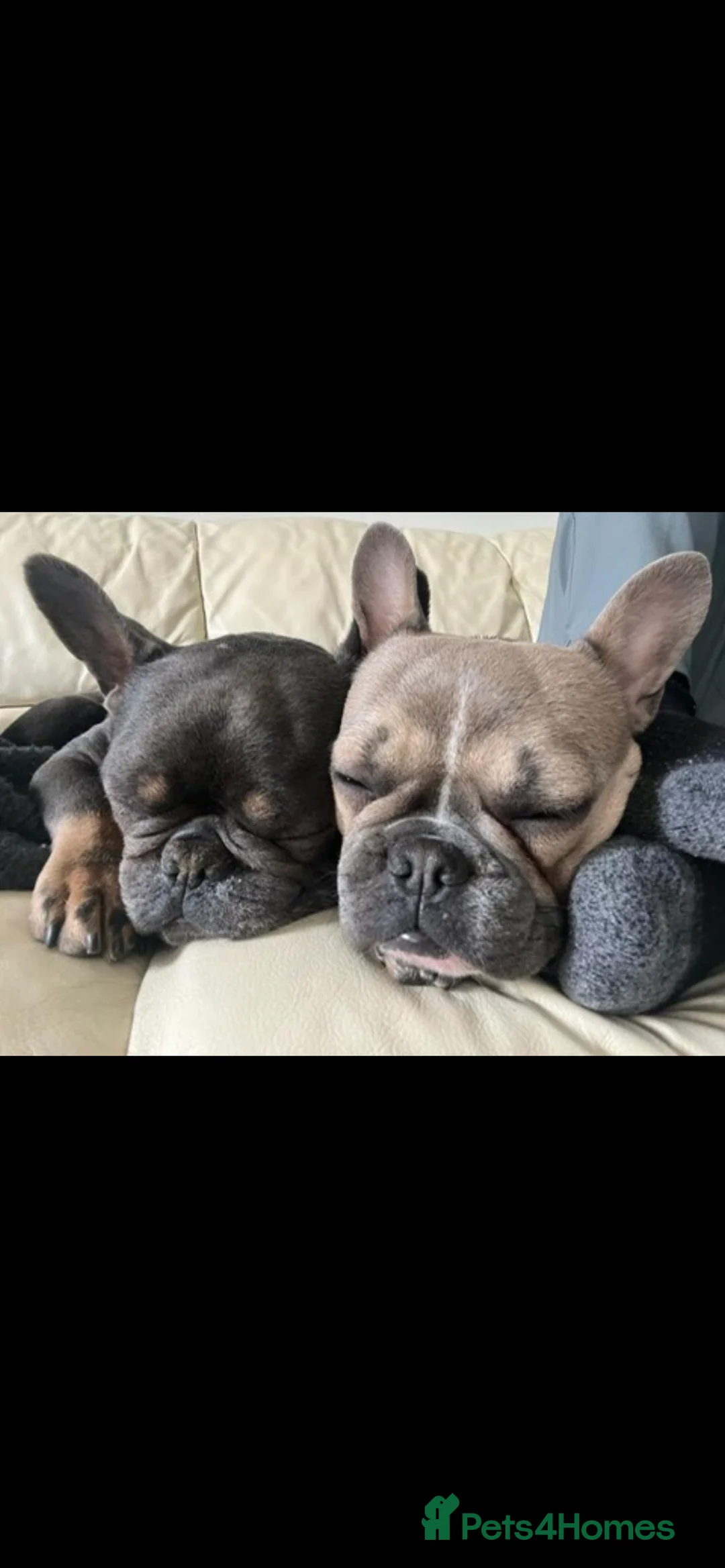 French Bulldog dogs for sale: RESERVED*French Bulldog Puppies - 2 girls / 2 boys - Advert 3