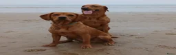 Mixed Breed dogs for sale: LABRADOR RETRIEVER PUPPIES - Advert 2