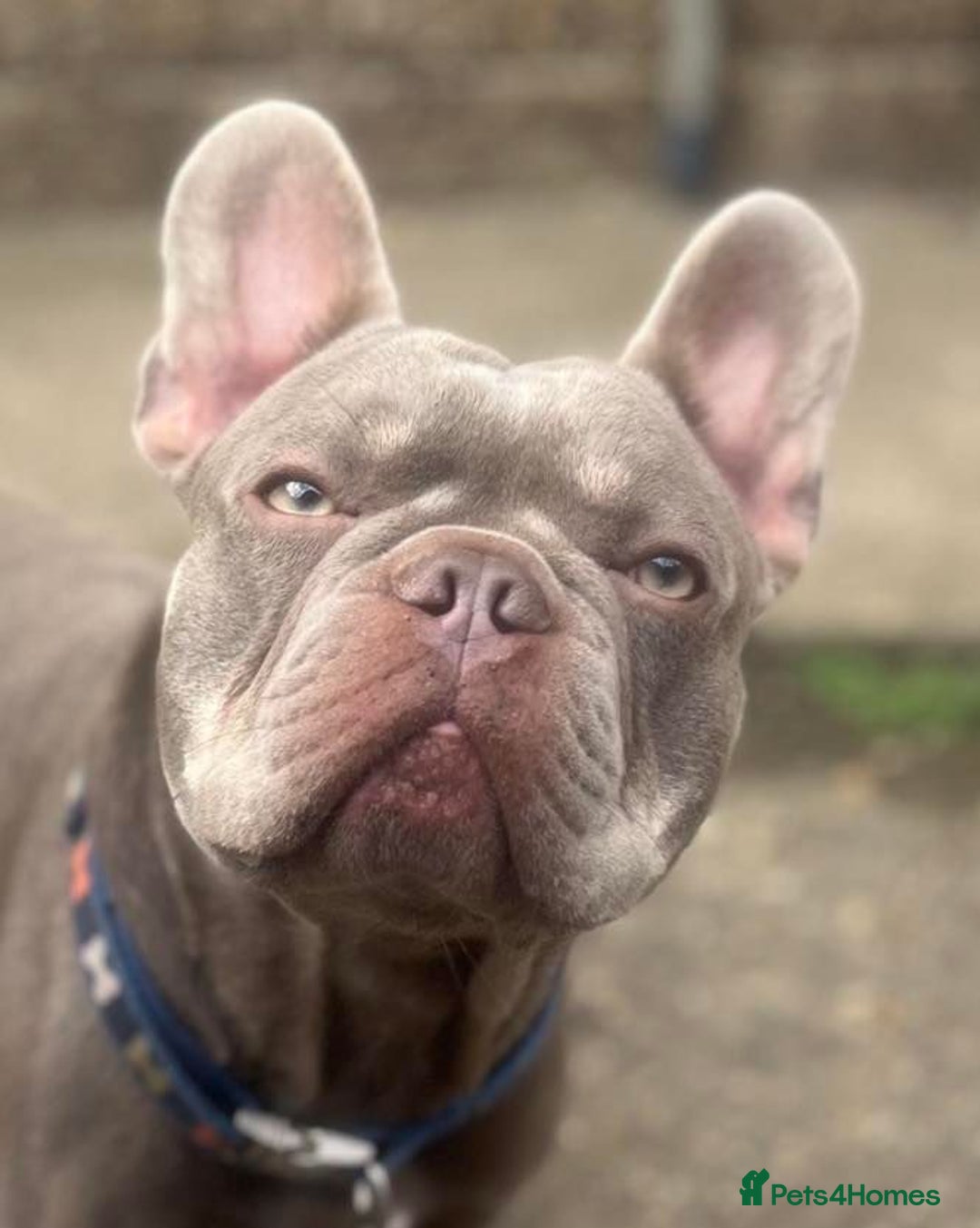 French Bulldog dogs for sale: Health tested kc reg blue/tan lilac tan puppies - Advert 8