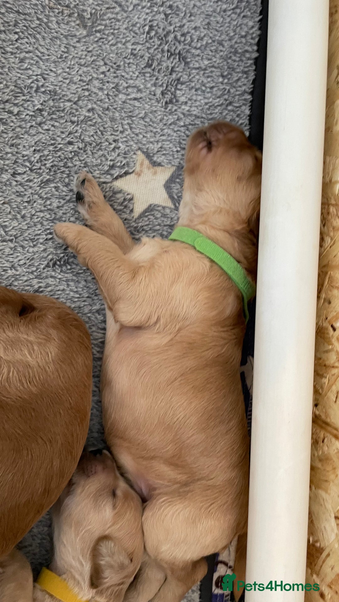 Goldendoodle dogs for sale: F1b Goldendoodles available for reservation - Image 11