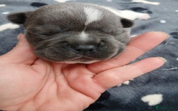 French Bulldog dogs for sale: French bulldog puppies 2 boys 1 girl left in Chatham - Image 11
