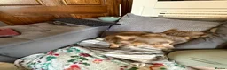 Chihuahua dogs for sale: Beautiful fluffy Chihuaha pups for sale - Advert 22