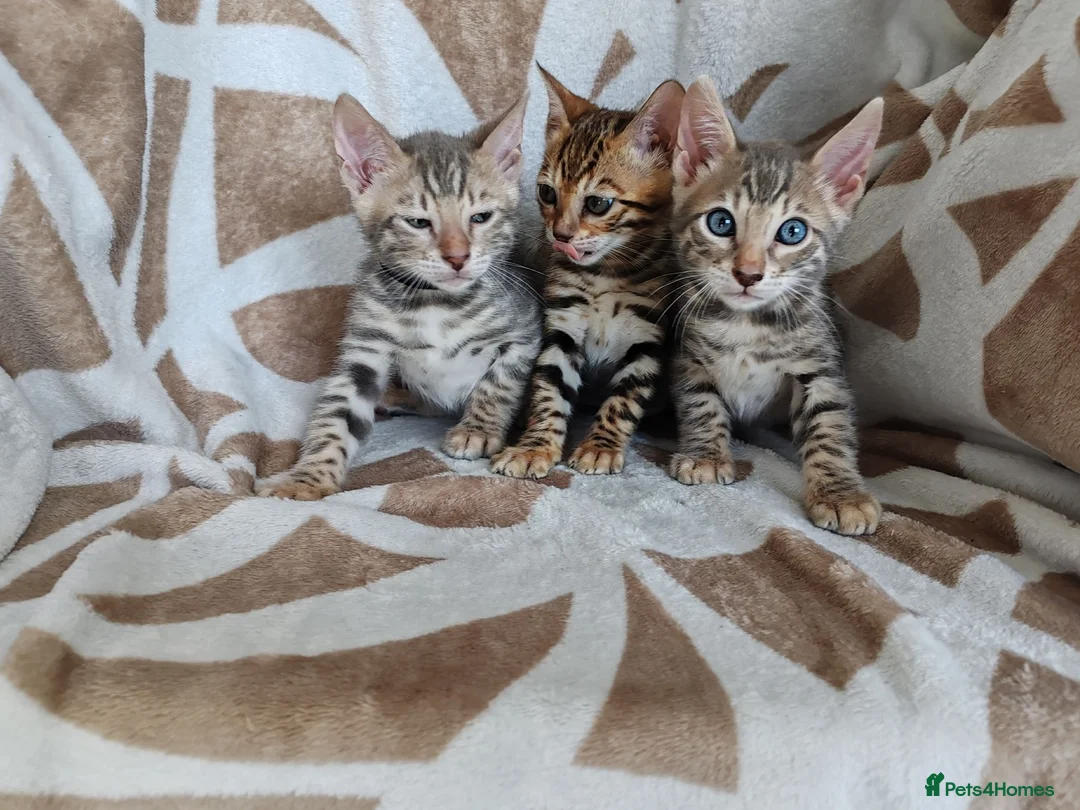 Bengal cats for sale: Stunning Bengal Kittens - Advert 2