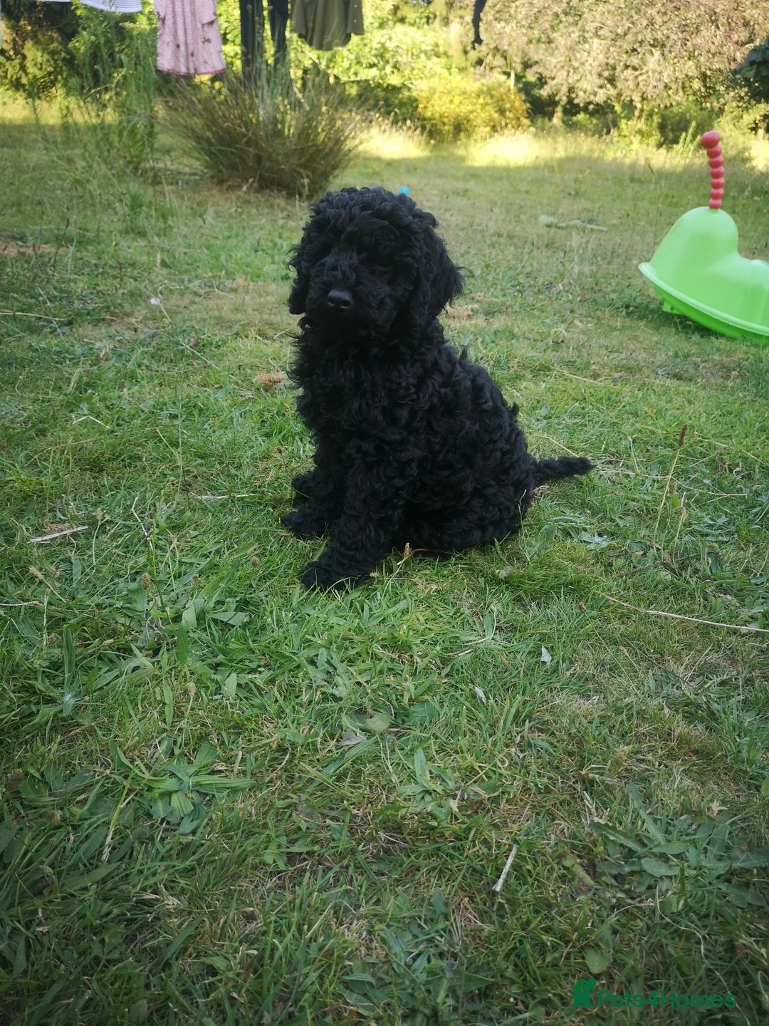 Poodle dogs for sale: Miniature poodle black excellent breeding in Christchurch - Advert 6