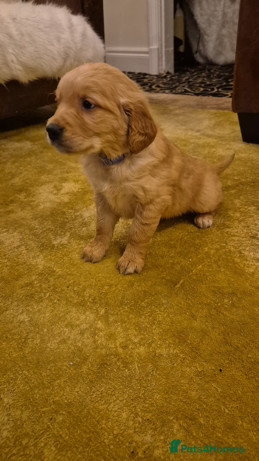 Golden Retriever dogs for sale: KC registered dark red golden retrievers - Advert 17