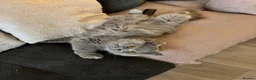 British Longhair cats for sale: 🏡 Loving Home Wanted for My Beautiful Girl 🐾 - Advert 1