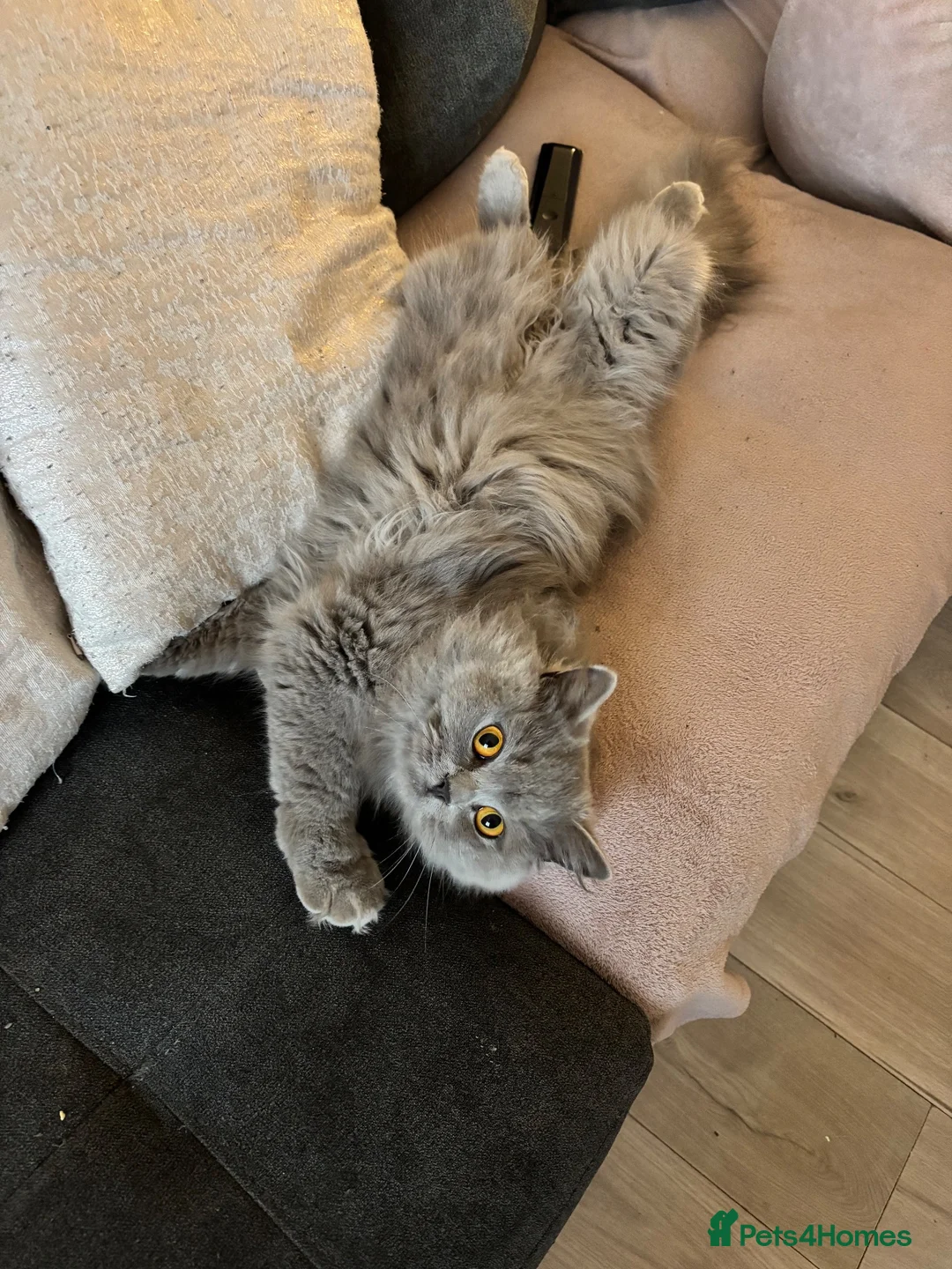 British Longhair cats for sale: 🏡 Loving Home Wanted for My Beautiful Girl 🐾 - Advert 1