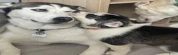 Siberian Husky dogs for sale: Stunning husky puppies - RARE white/cream  - Advert 22