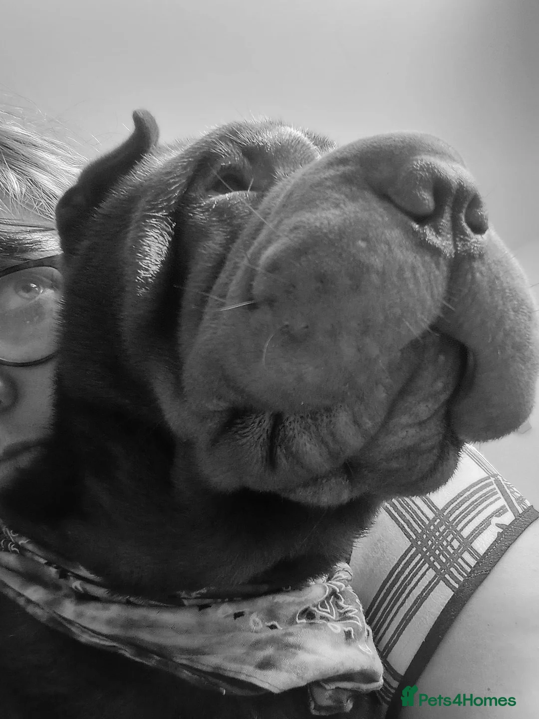 Shar Pei dogs for stud: Handsome Chinease Minature KC registered Shar Pei - Advert 2