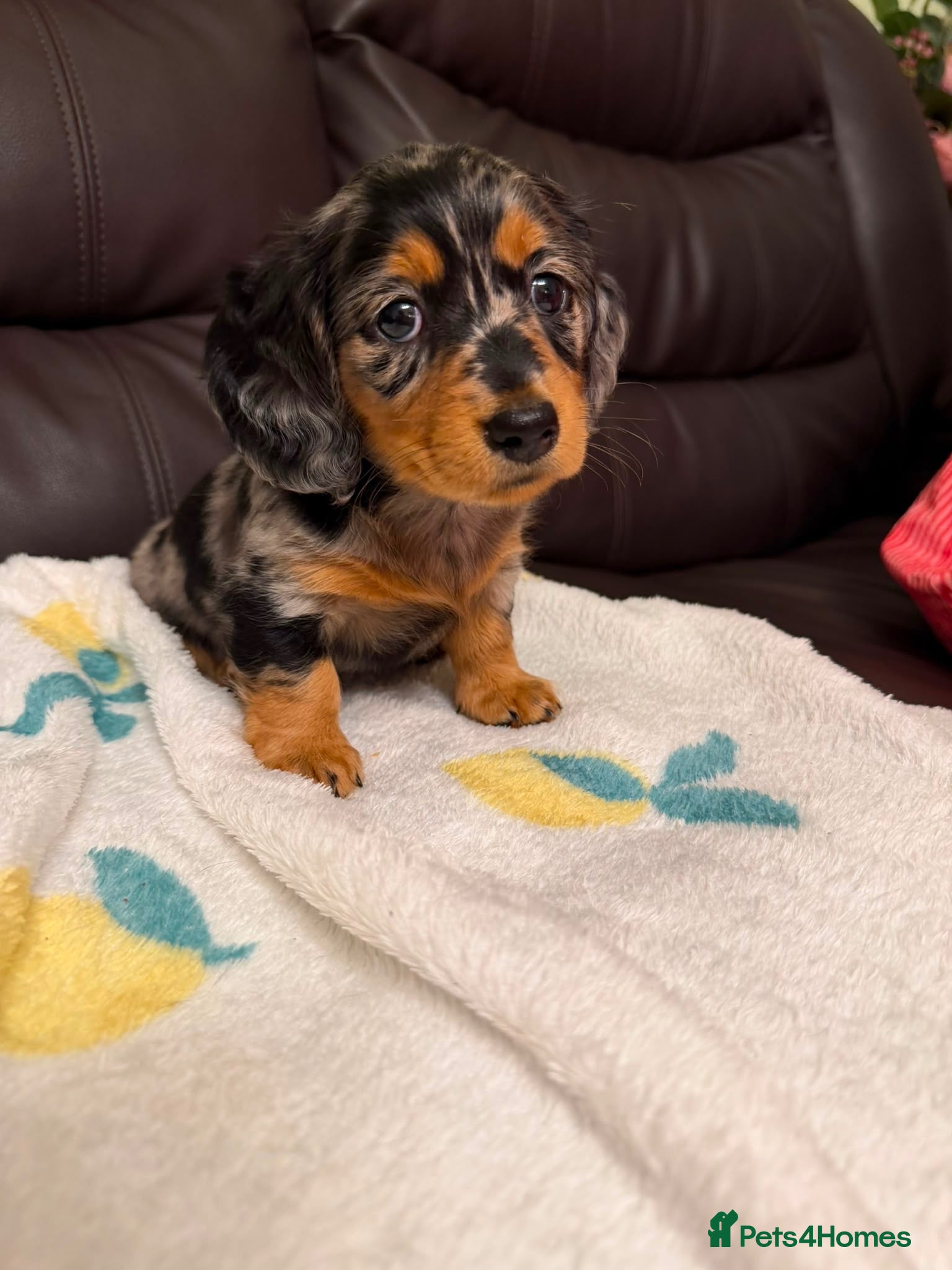 Miniature Dachshund dogs ✨ BEAUTIFUL MINIATURE DACHSHUND GIRL – RITA 🩷🐾 ✨ - Advert 3