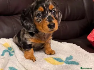 Miniature Dachshund dogs ✨ BEAUTIFUL MINIATURE DACHSHUND GIRL – RITA 🩷🐾 ✨ - Advert 1