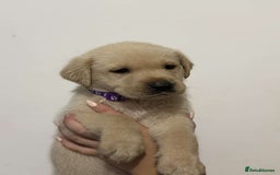 Labrador Retriever dogs for sale: Labrador puppy available  - Image 5