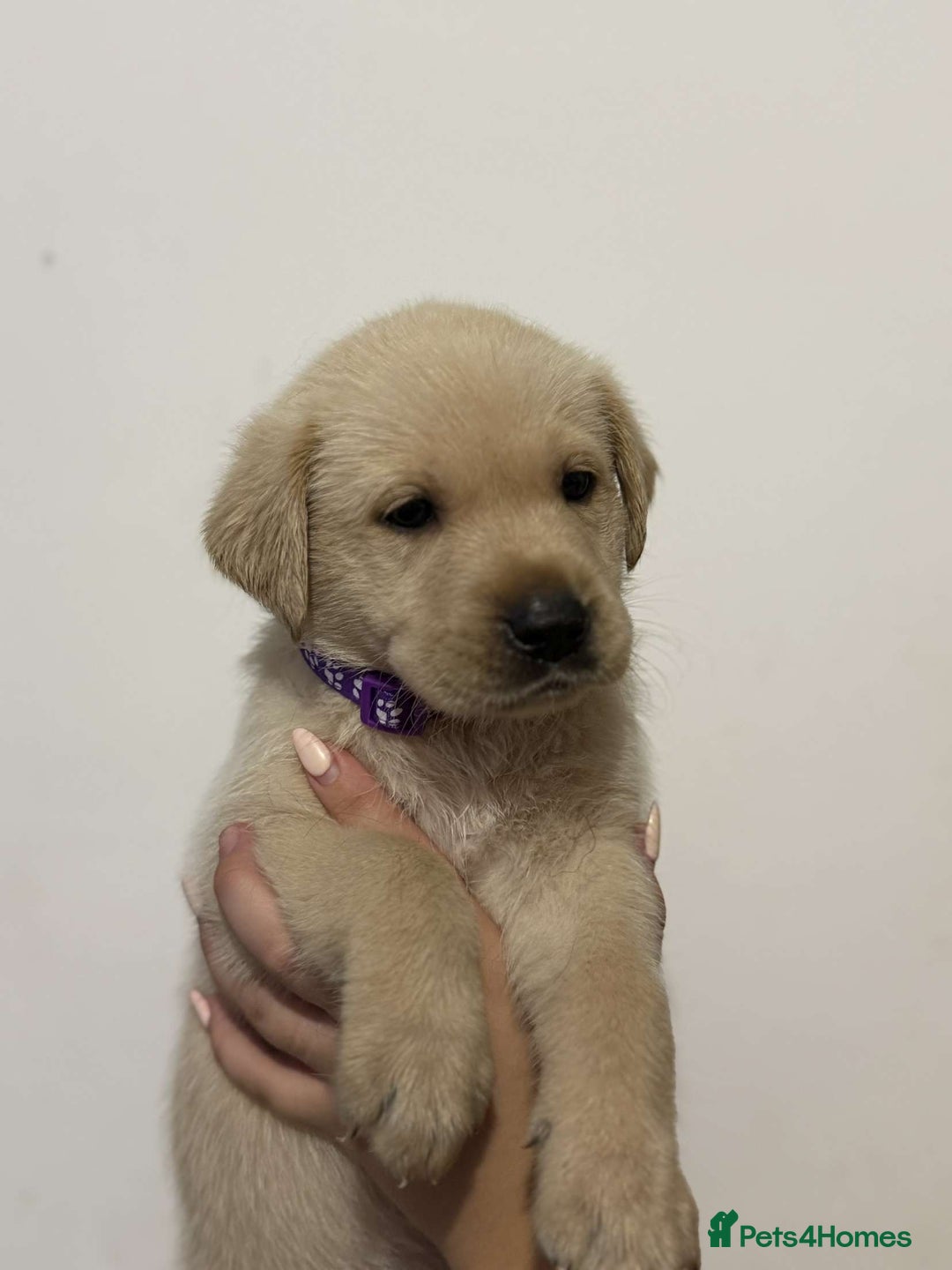 Labrador Retriever dogs for sale: Labrador puppy available  - Image 5