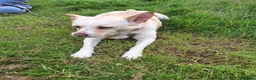 Mixed Breed dogs for adoption: PANDORA - A Beautiful Soul for a Loving Home in Wisbech - Advert 9