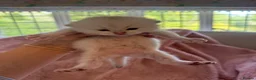 Scottish Fold cats for sale: ‼️READY TO RESERVE beautiful Scottish fold kittens - Advert 10