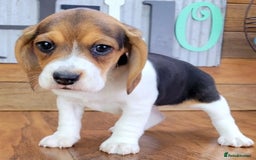 Beagle dogs for sale: Beagle puppies ready for sale  - Image 2