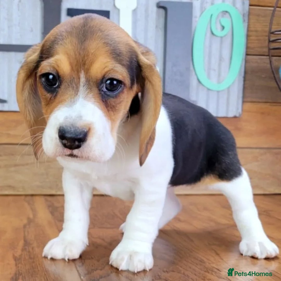 Beagle dogs for sale: Beagle puppies ready for sale  - Image 2