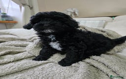 Shihpoo dogs for sale: Toy Poodle x Last Little Girl Ready Now  - Image 3