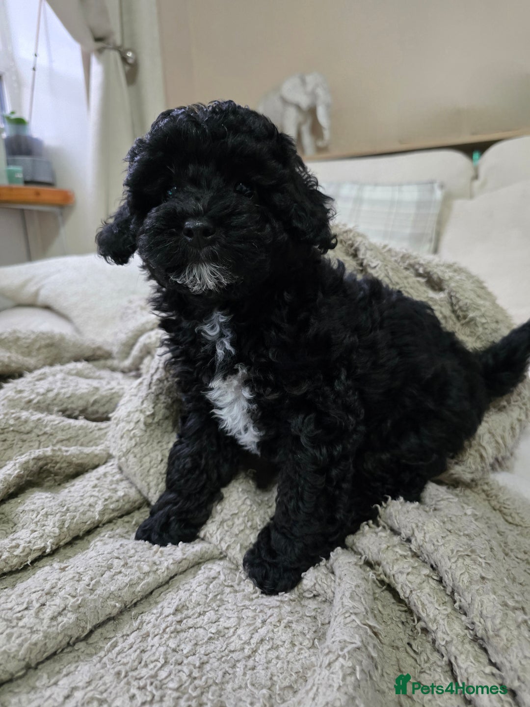 Shihpoo dogs for sale: Toy Poodle x Last Little Girl Ready Now  - Image 3