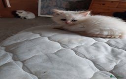Ragdoll cats for sale: Ragdoll/Persian kittens - Image 5