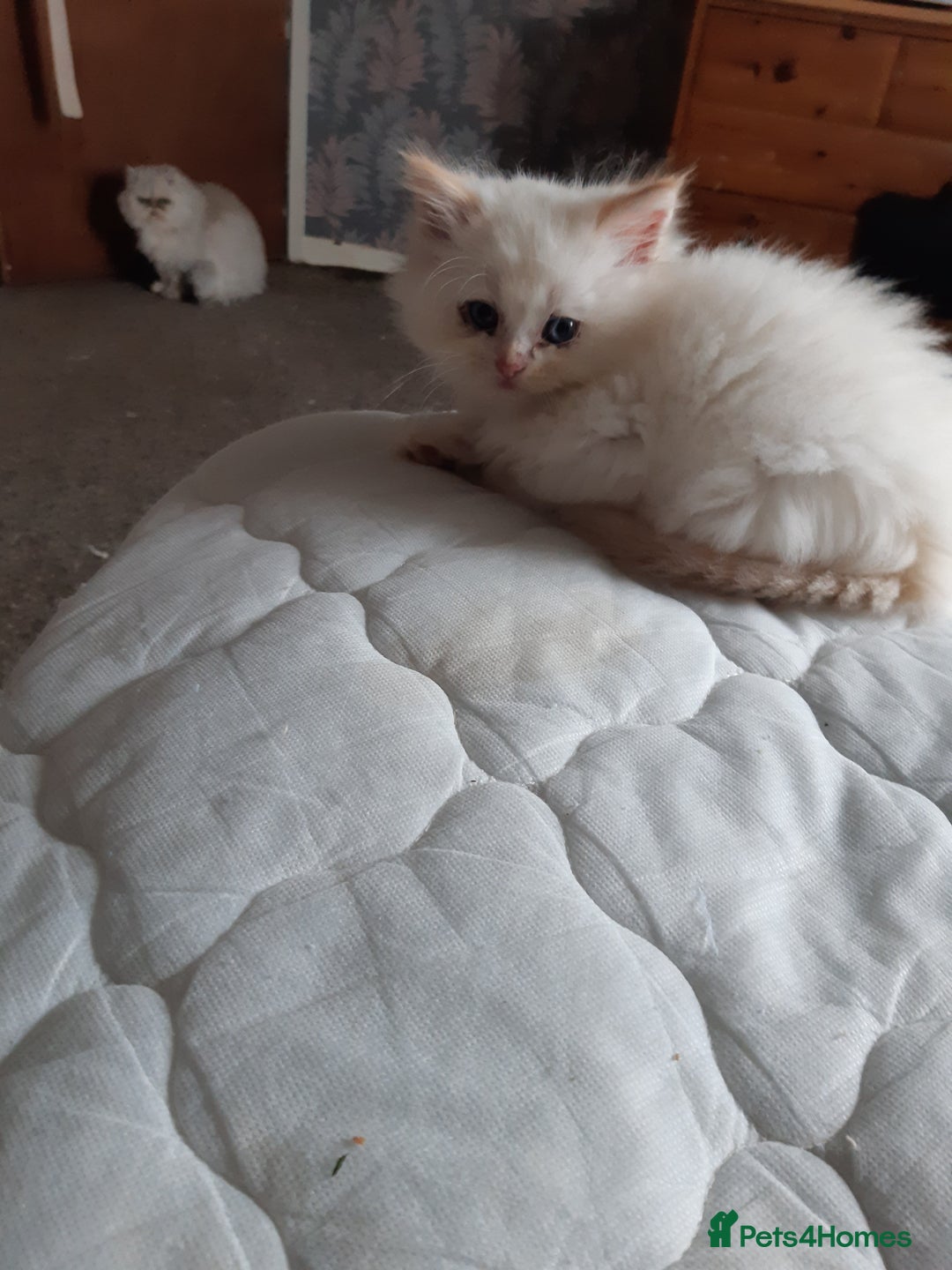 Ragdoll cats for sale: Ragdoll/Persian kittens - Image 5