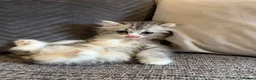 Mixed Breed cats for sale: Stunning Long Haired Chinchilla Ragdoll X Persian - Advert 17