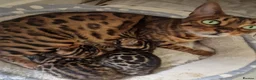 Bengal cats for sale: ⭐️Bengal kittens⭐️ in Cambridge - Advert 10