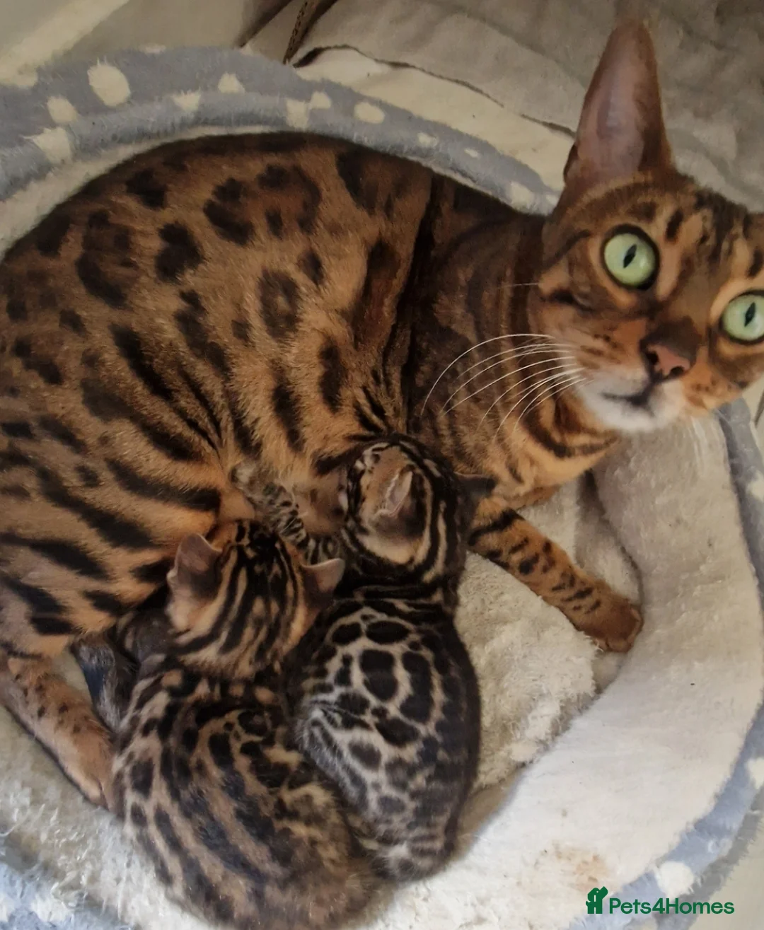 Bengal cats for sale: ⭐️Bengal kittens⭐️ in Cambridge - Advert 10