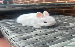 Netherland Dwarf rabbits for sale: 4 gorgeous netherland dwarfs babies - Image 10