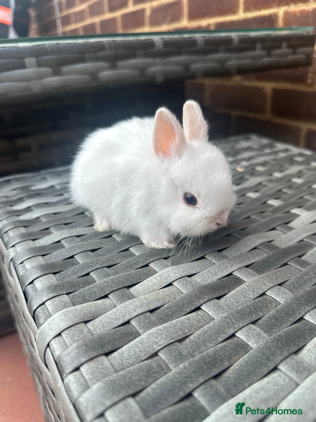 Netherland Dwarf rabbits for sale: 4 gorgeous netherland dwarfs babies - Image 10