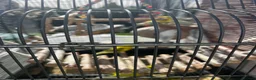Budgerigars birds for sale: 6 Young healthy budgies for sale in Macclesfield - Advert 4
