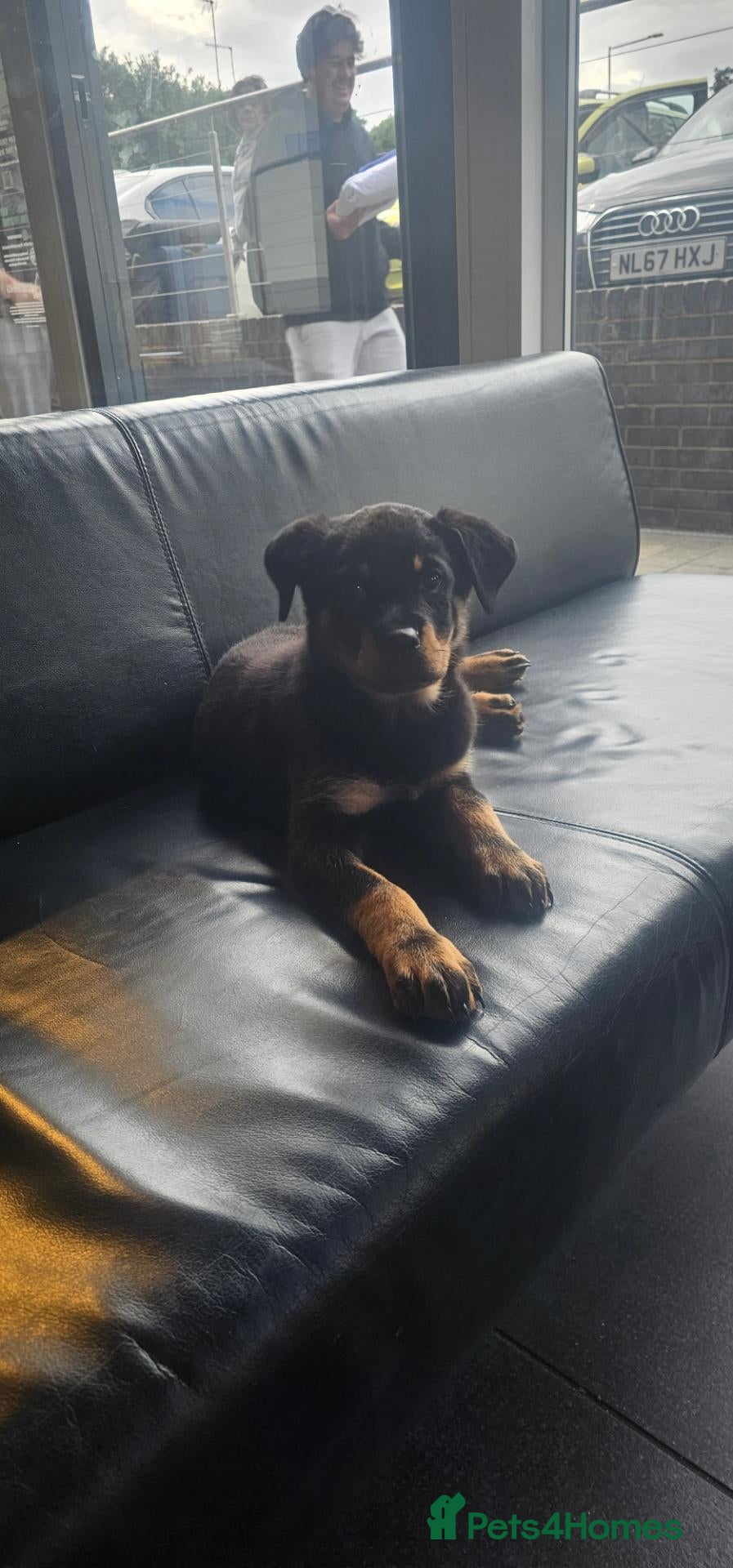 Rottweiler dogs Rottweiler - Advert 1